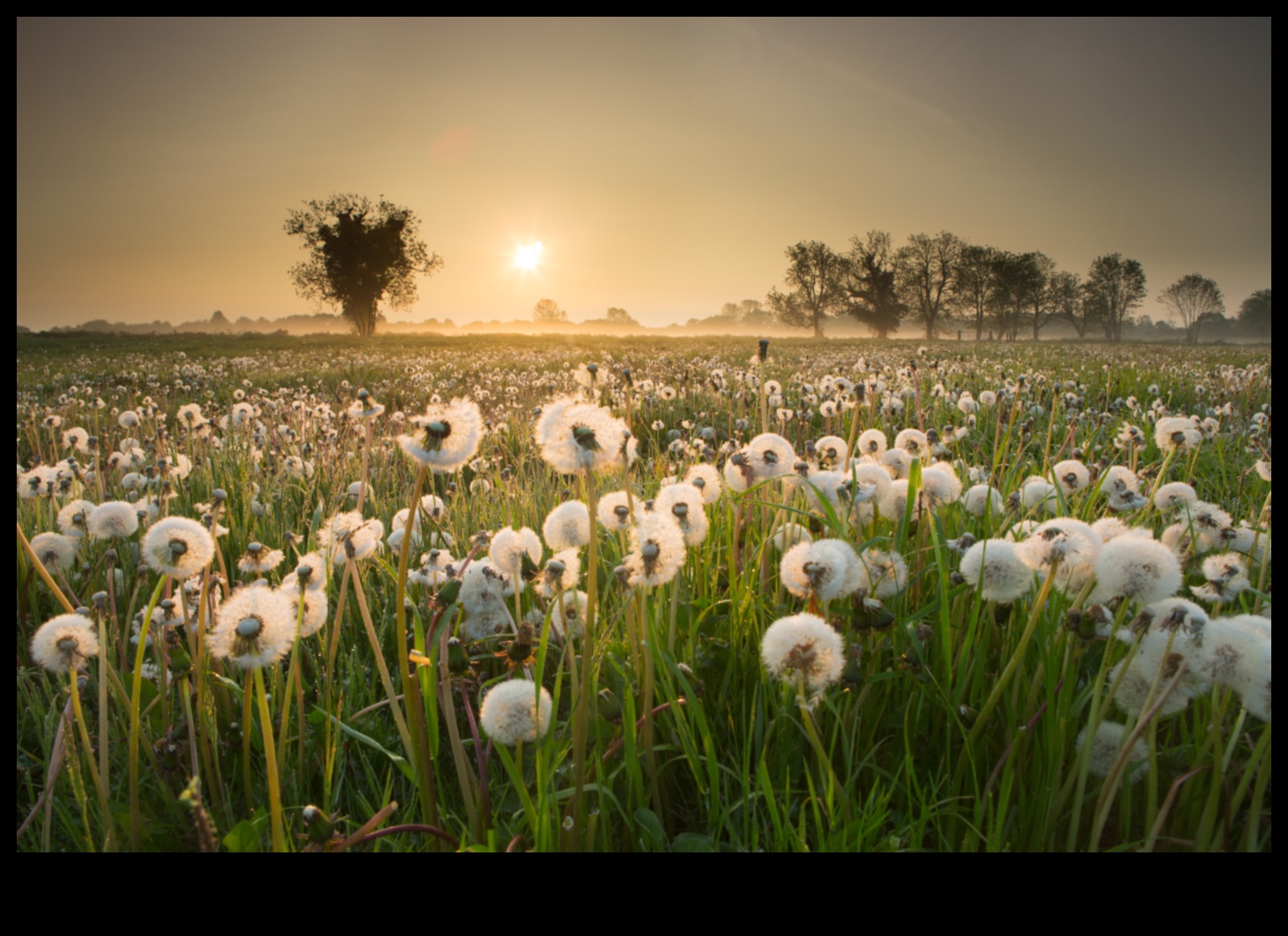 Εστίαση στο Brilliance: Βασικές συμβουλές για εκπληκτικές φωτογραφίες