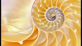 Beyond the Surface: Αποκάλυψη της κρυμμένης ομορφιάς μέσω μακροσκοπήσεων