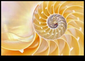 Beyond the Surface: Αποκάλυψη της κρυμμένης ομορφιάς μέσω μακροσκοπήσεων