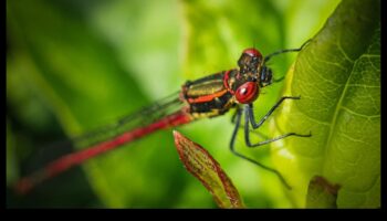 Στιγμές Macro: Κάμερες για περιπέτειες φωτογραφίας από κοντά
